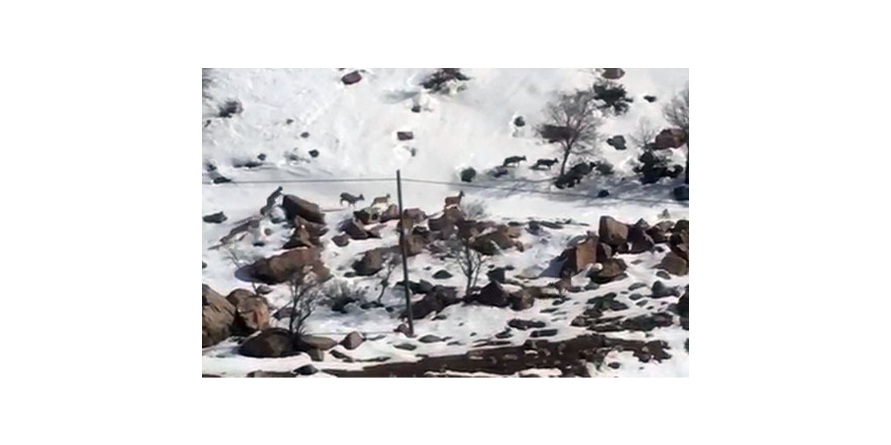 Yüksekova’da dağ keçileri sürü halinde görüntülendi