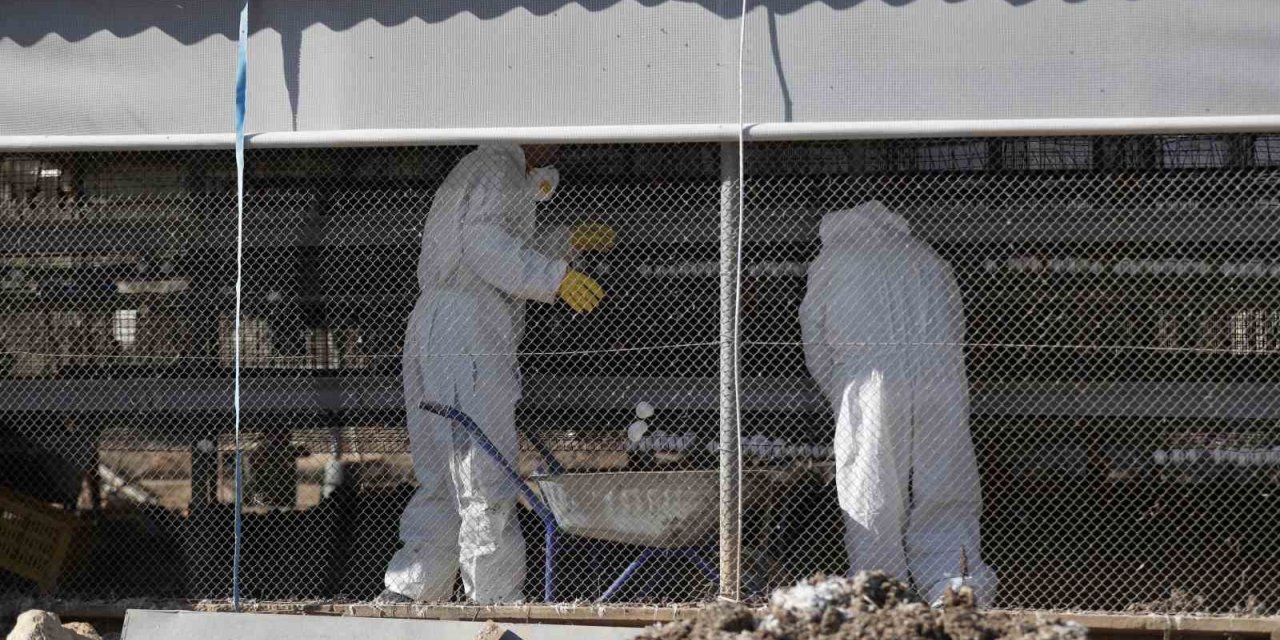 Denizli’de kuş gribi alarmı