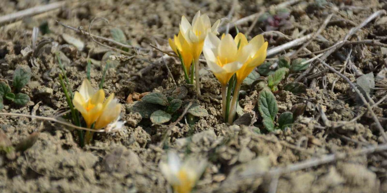 Baharın müjdecisi çiğdemler çiçek açtı, bozkır renklendi