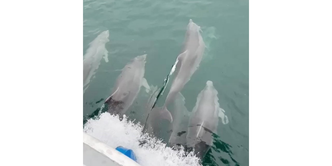 Sinop’ta yunus balıkları kayıkla yarıştı