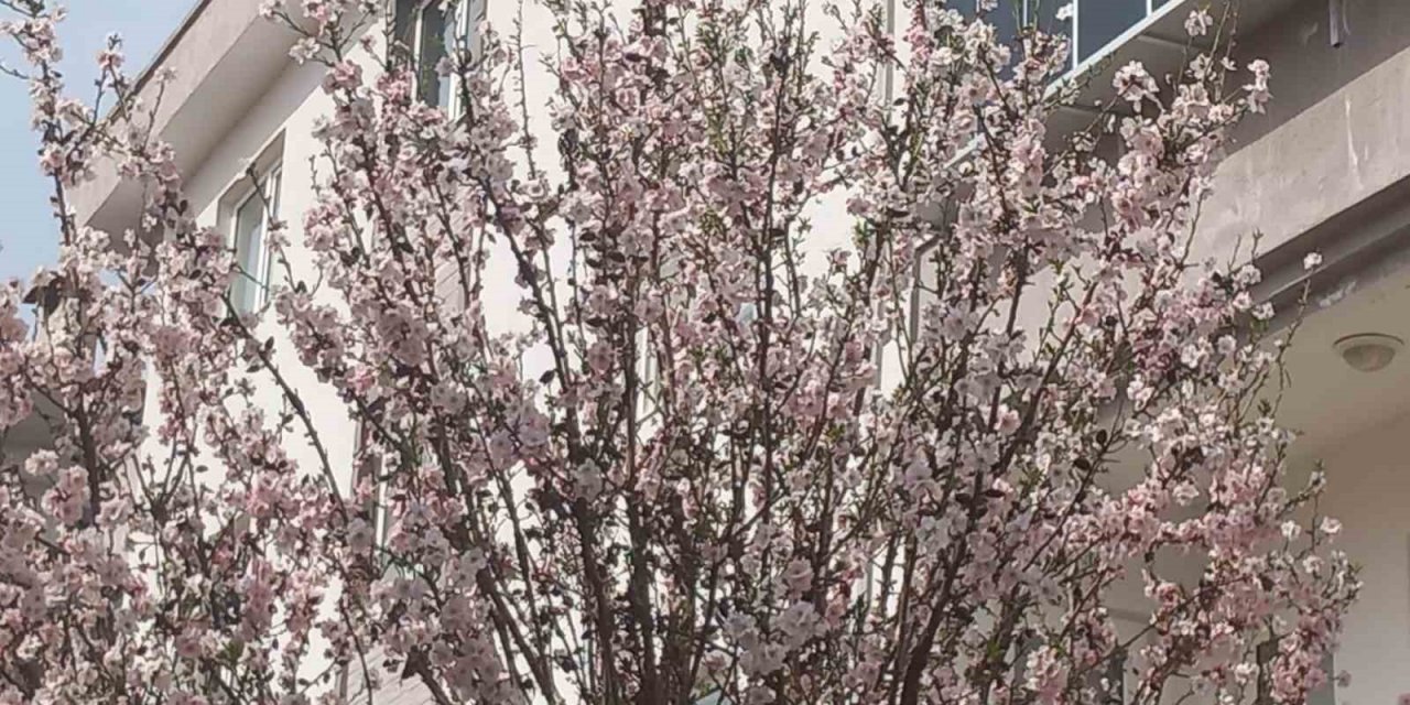 Muğla’da badem ağaçları çiçek açtı