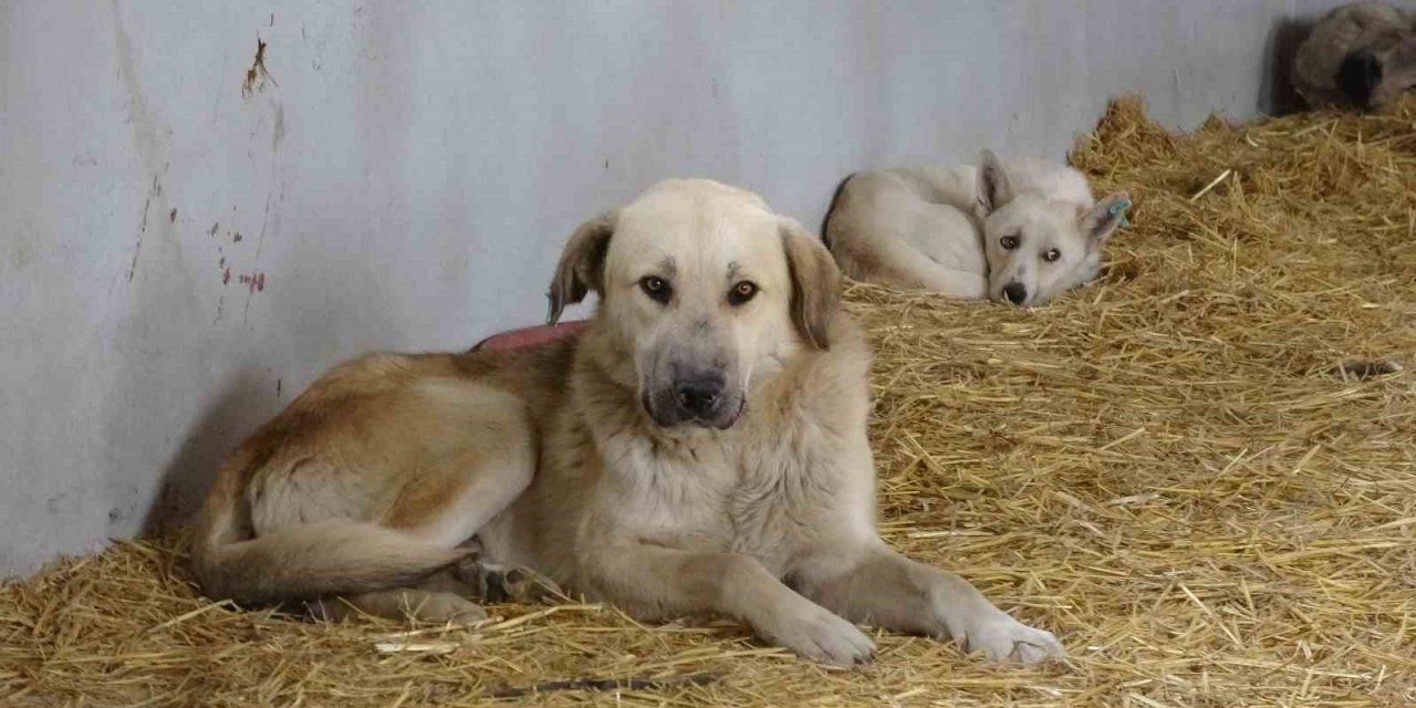 Çanakkale’de kırsaldaki 10 bin sokak hayvanı kısırlaştırılacak