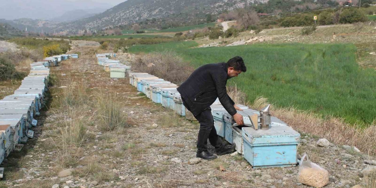 Adana’da kuraklık arıyı da vurdu