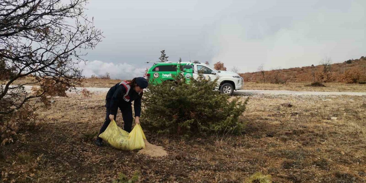 Çankırı’da hayvanlar için doğaya buğday bırakıldı