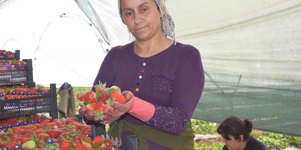 45 gün beklenip 6 ay hasat yapılıyor