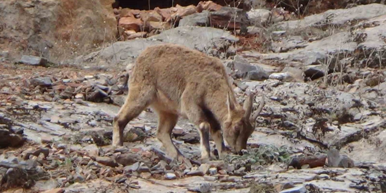 Tunceli’de vatandaşlar yol kenarına inen dağ keçilerini izledi