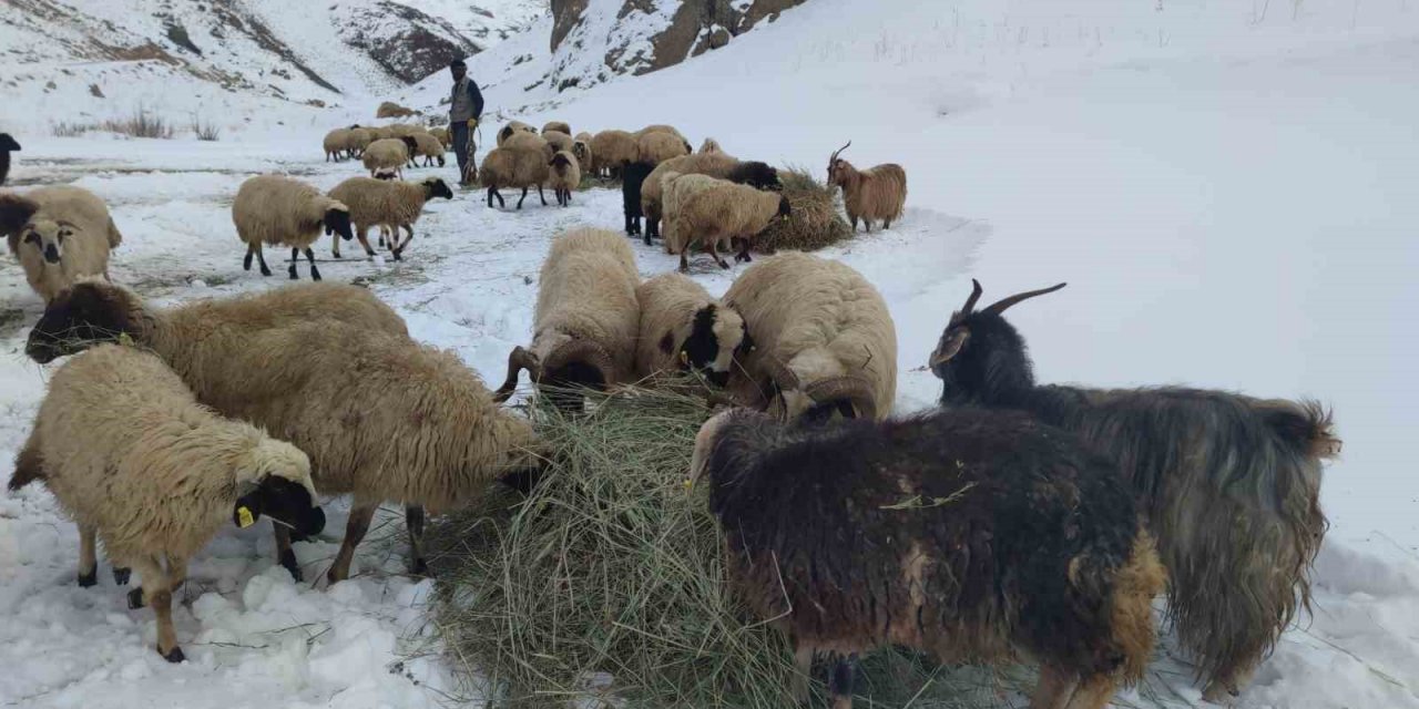 Van’da besicilerin zorlu kış mesaisi