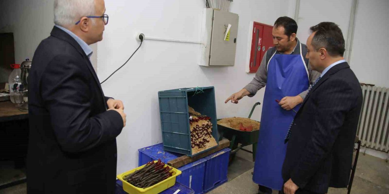 TOGÜ 10 bin adet tüplü aşılı asma fidanı üretecek