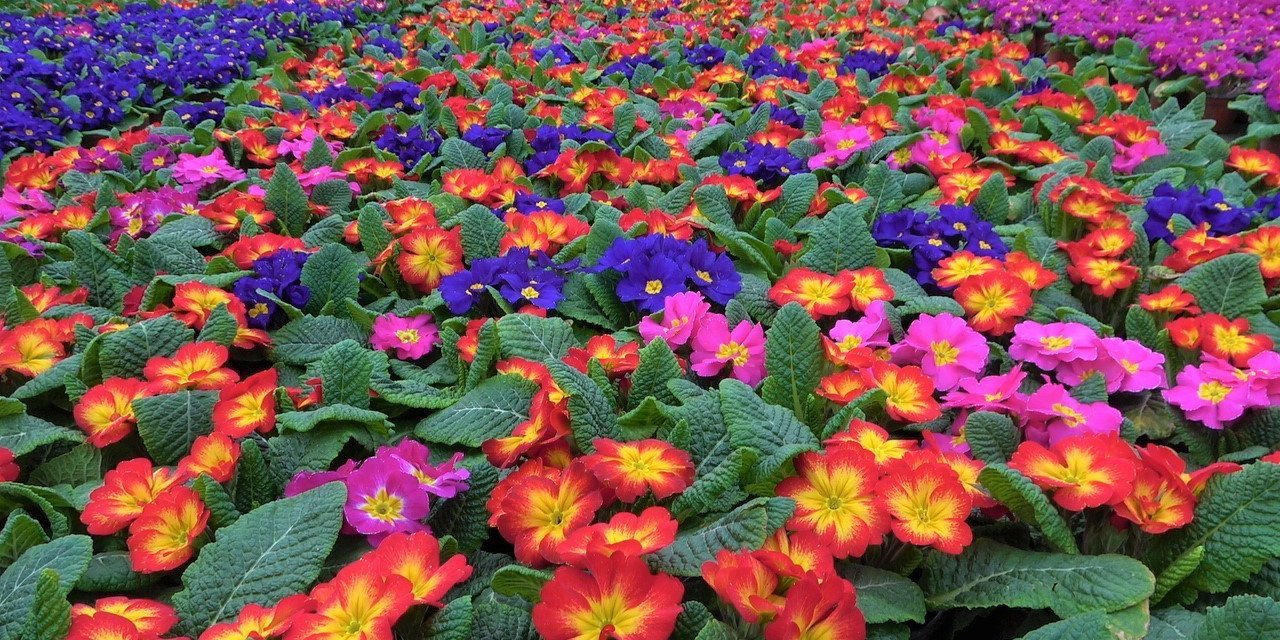 Çiçekler ’Kadınlar Günü’ için hazırlandı