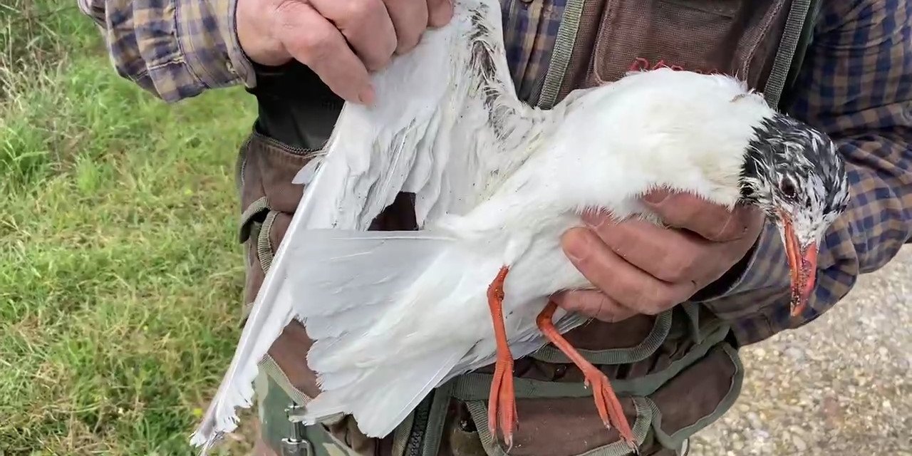 Misina ipine dolanan martıyı temizlik işçisi kurtardı