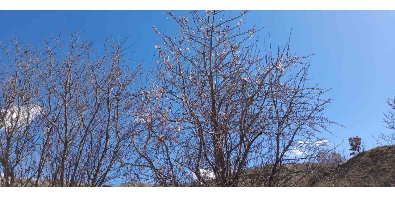 Kulp’ta badem ağaçları çiçek açtı