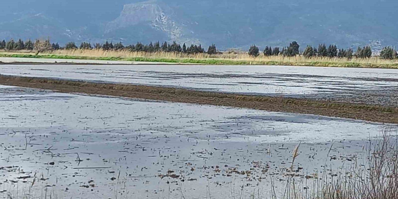 Aydın’da yağışlar çiftçinin yüzünü güldürdü
