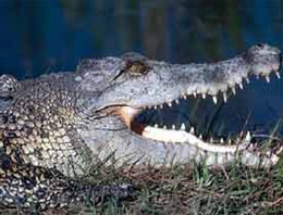 Timsah nasıl uçak düşürdü?