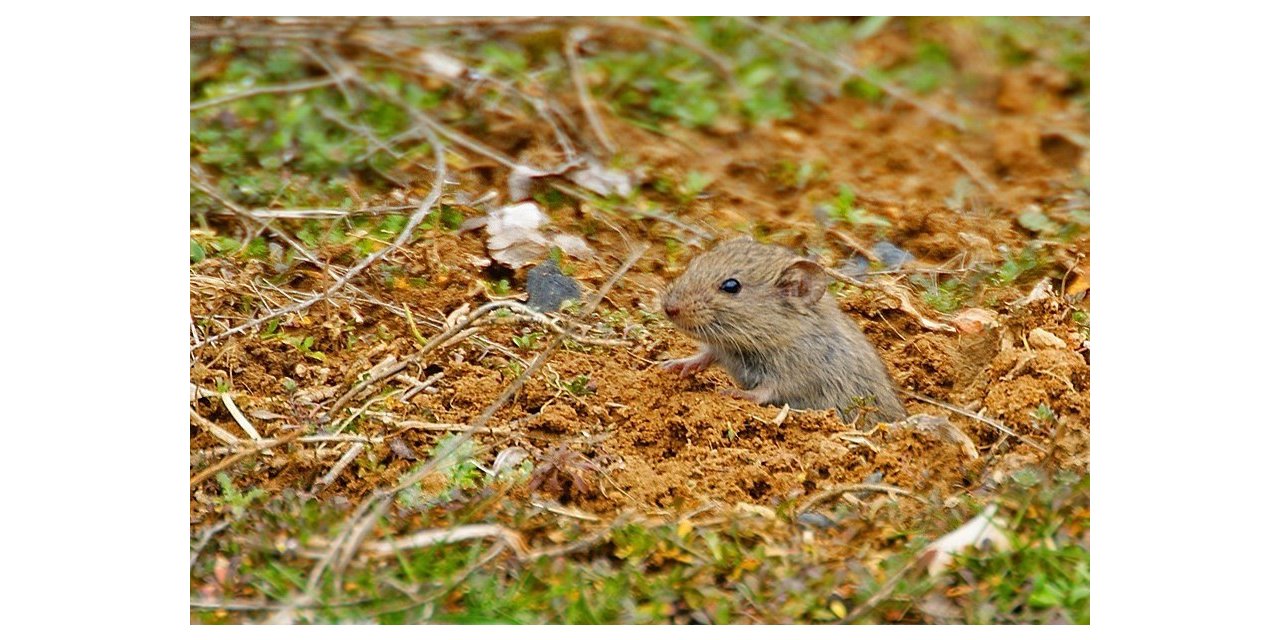 Tarım ve Orman Müdürlüğü uyardı; “Tarla farelerine dikkat”