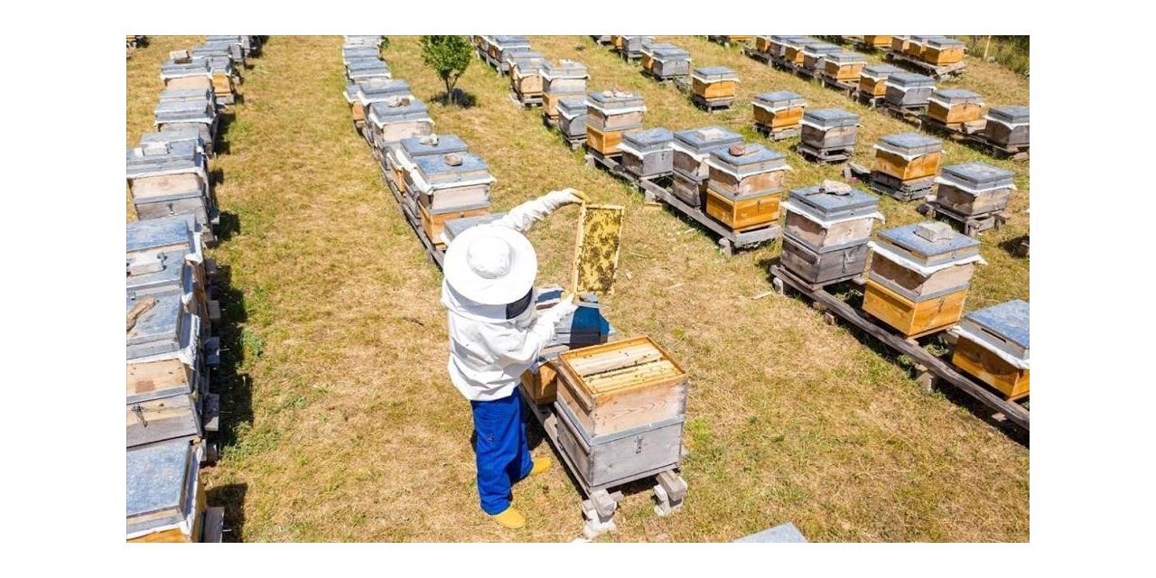 İnegöl Belediyesi 250 adet arı kovanı dağıtacak