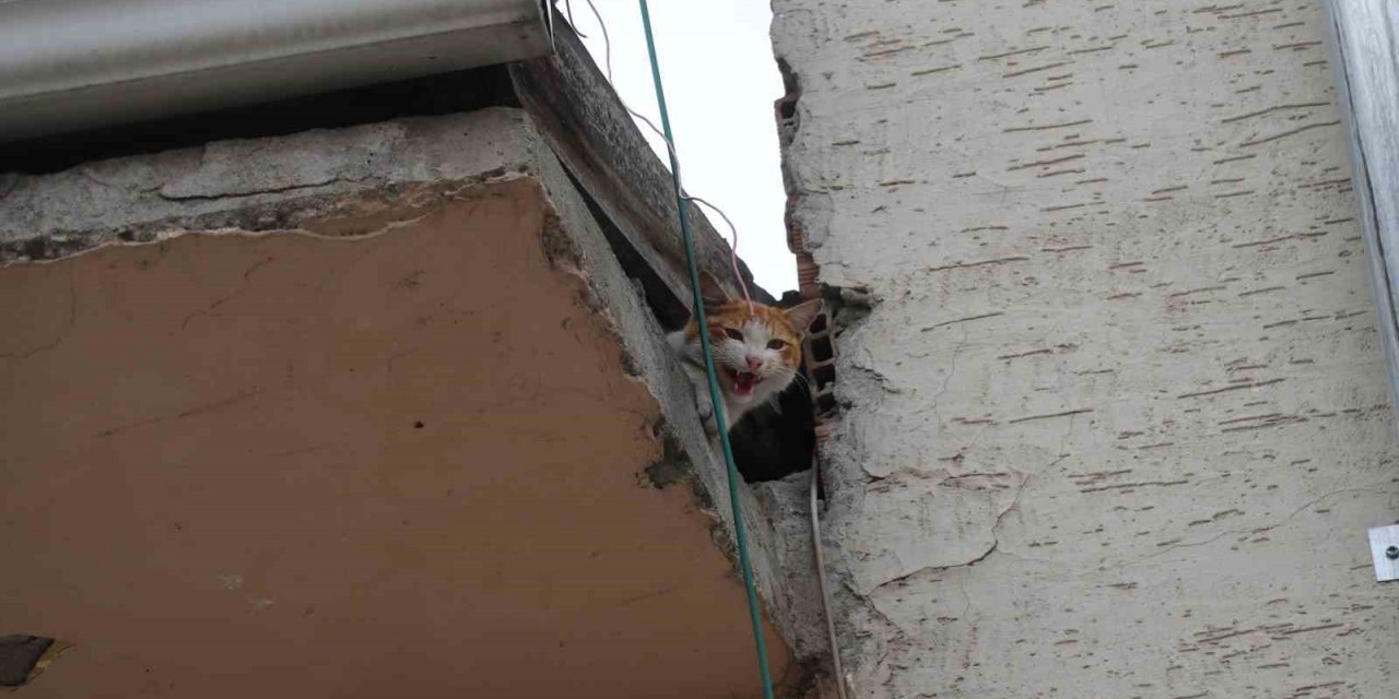 Çatıda mahsur kalan "Arsız” kedi 5 gün sonra kurtarıldı