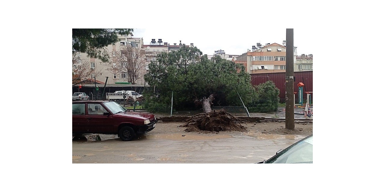 Edremit’te yağmur çam ağacını devirdi