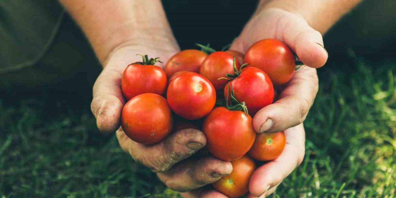 Taze domates ihracatındaki yasak kaldırıldı