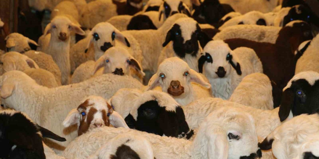 Elazığ’da SAT-2 tipi şap virüsü alarmı