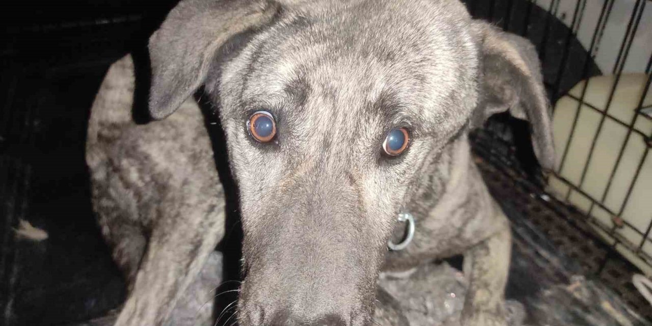 Beyninde tümör olan sokak köpeğinin yardımına hayvanseverler koştu