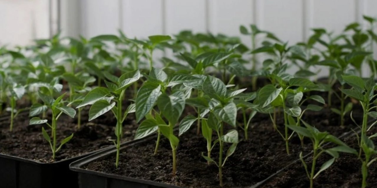 Erzincan’da çiftçilere fide desteği