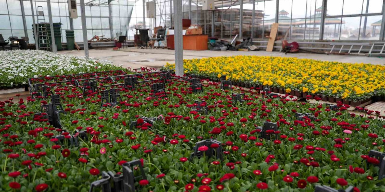 Belediye kendi çiçeklerini üretiyor