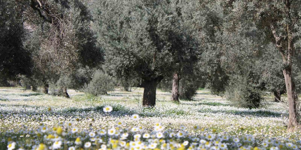 Bahar erken geldi, Aydın bu kez kar değil papatyalar ile beyaza büründü