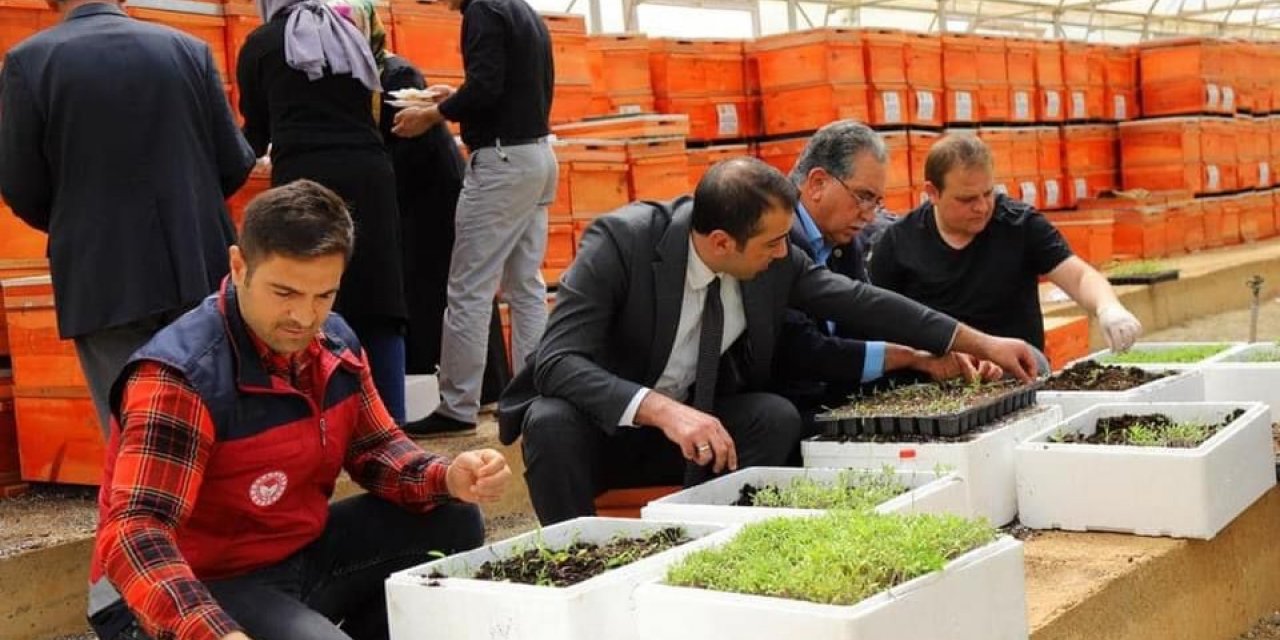 Bingöl’de yüzde 75 hibe ile 750 bin adet fide dağıtılacak