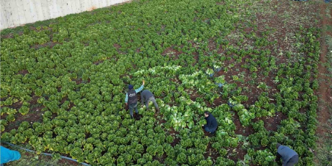 Kilis’te depremden sonra marul ve maydanoz hasadı başladı