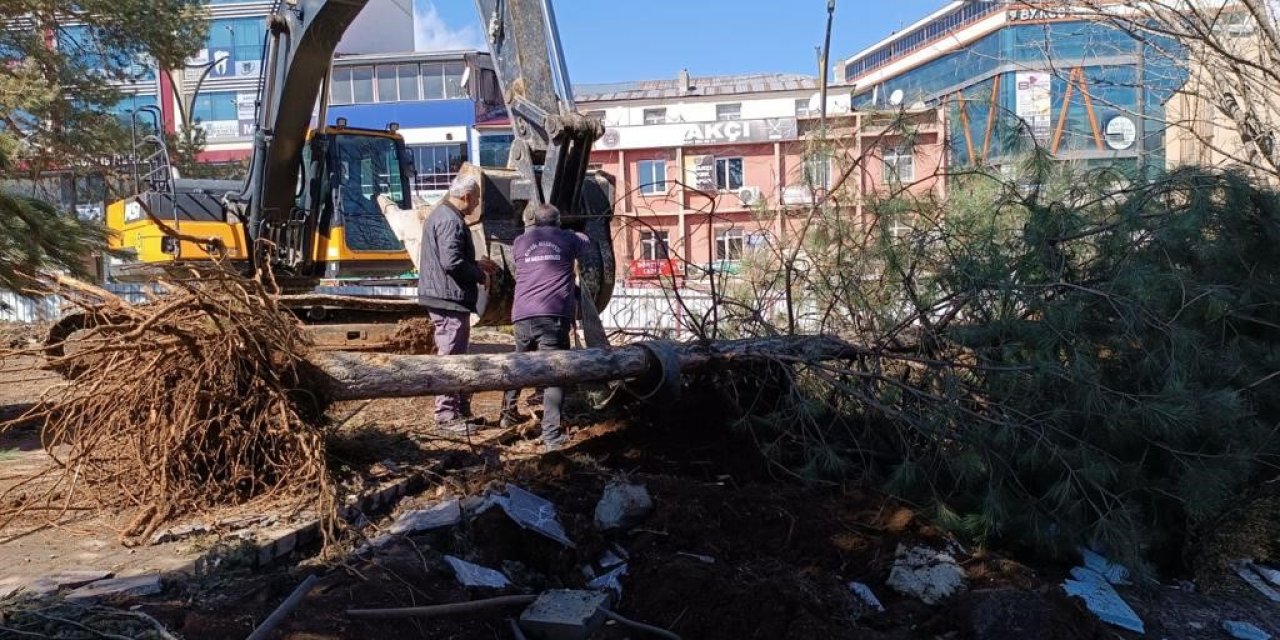 Kent Meydanındaki yarım asırlık çınarlar naklediliyor