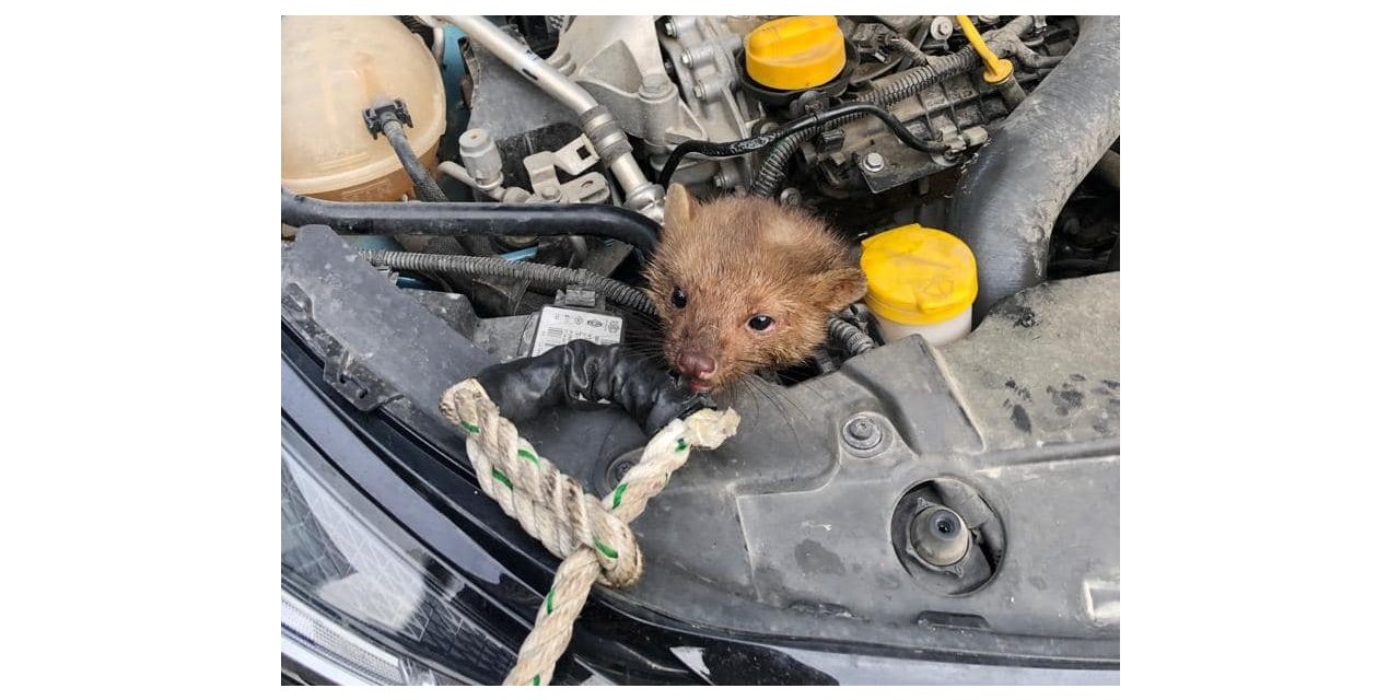 İtfaiyecilerin sansar kurtarma operasyonu