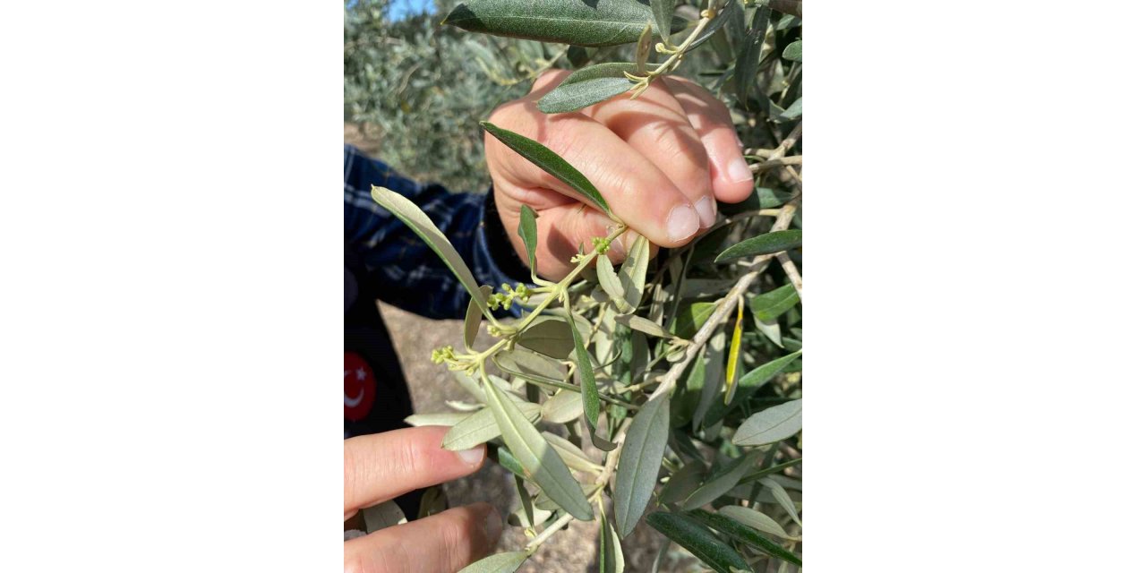 Aydın’da zeytin bahçeleri denetlendi, çiftçiler bilgilendirildi