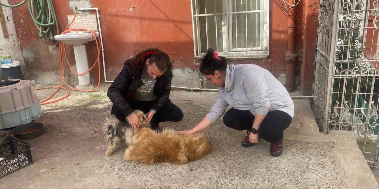Eyüpsultan’da cins köpeği böyle çaldılar