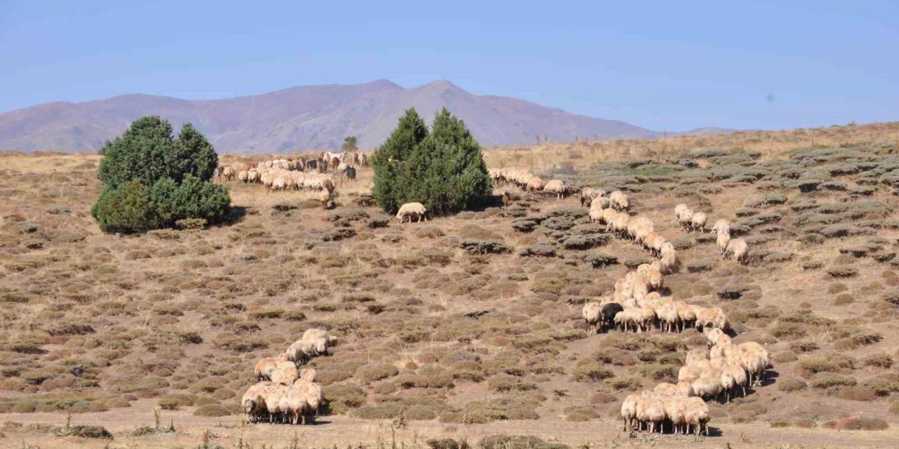 Tunceli’de il içi ve il dışı hayvan hareketleri yasaklandı