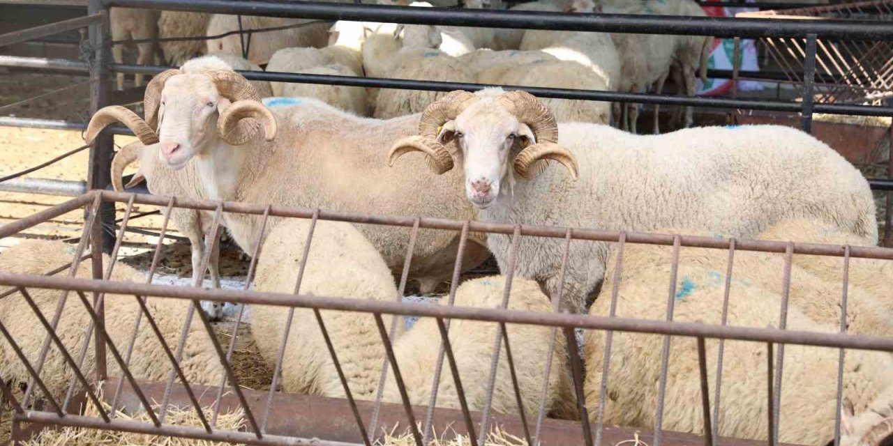 Aydın’da hayvan pazarları kapatıldı