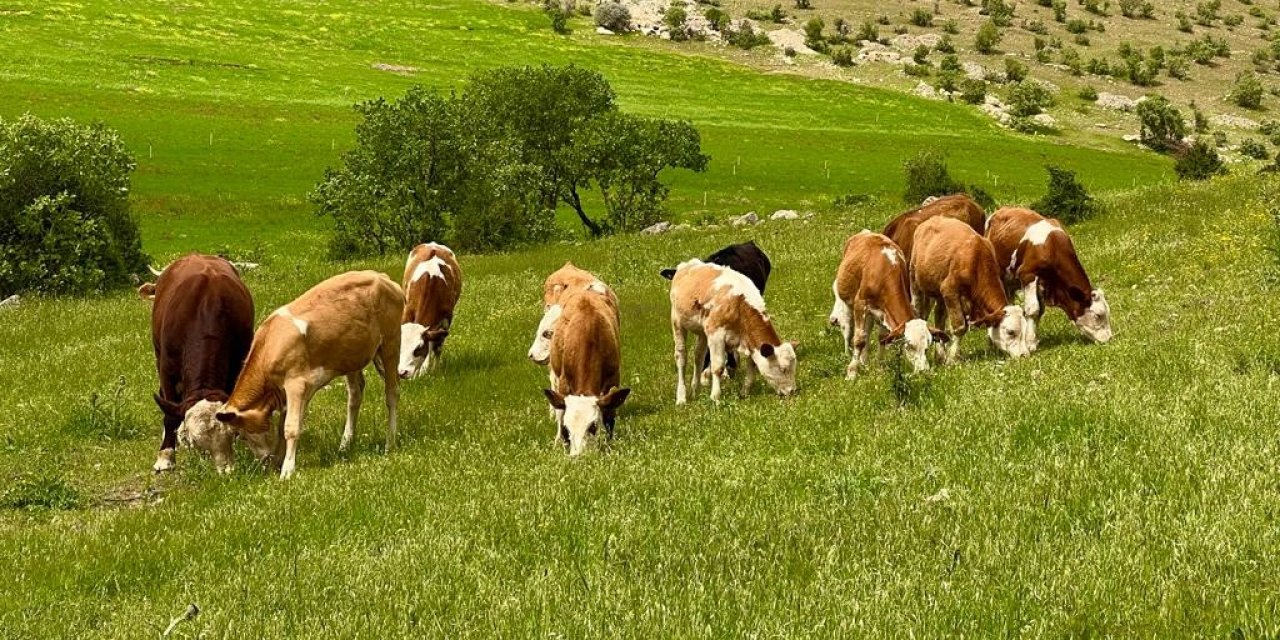 Mazıdağı ilkbaharın renklerine büründü