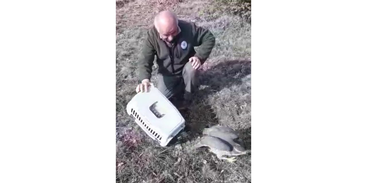 Yaralı halde bulunan dünyanın en hızlı kuşu gökdoğan ve kerkenez doğaya salındı