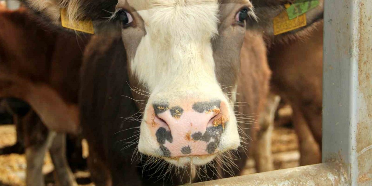 Denizli’de hayvan pazarları süresiz kapatıldı