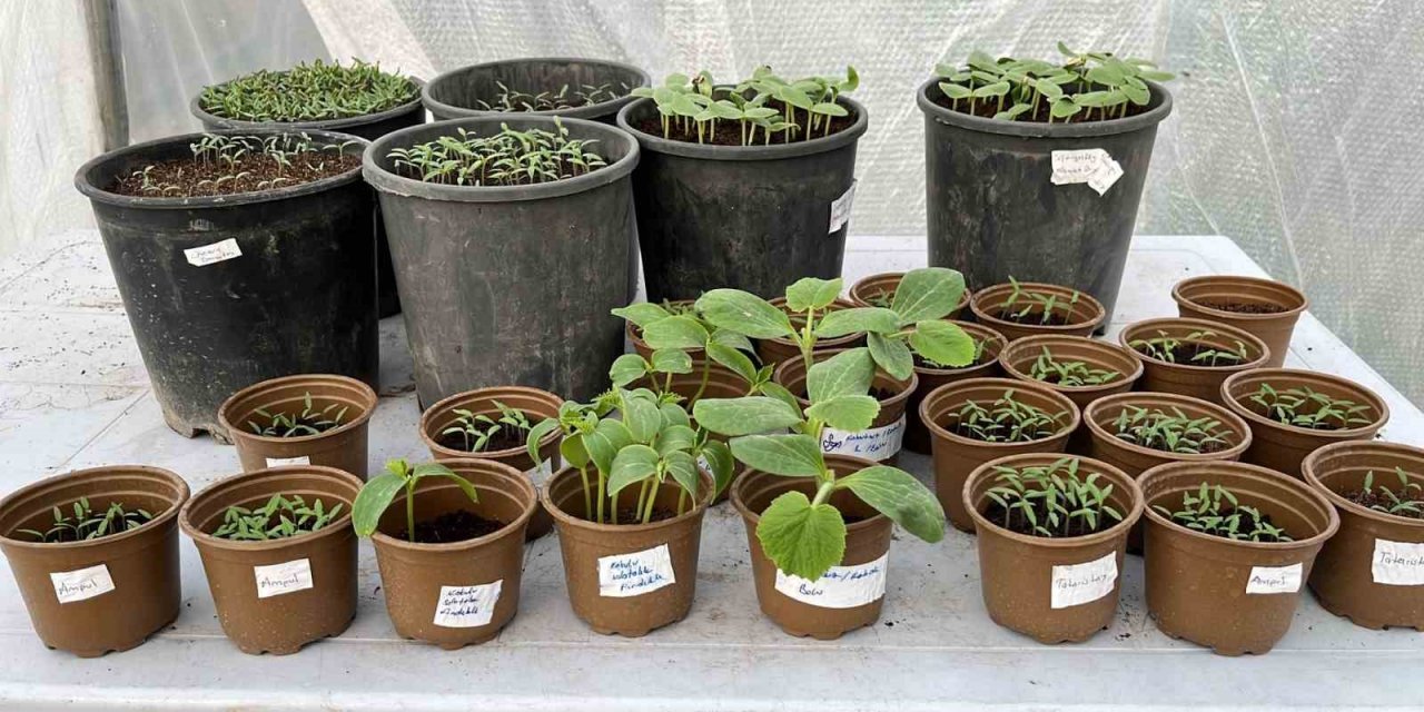 Safranbolu’da yerli tohumda rekor seviye