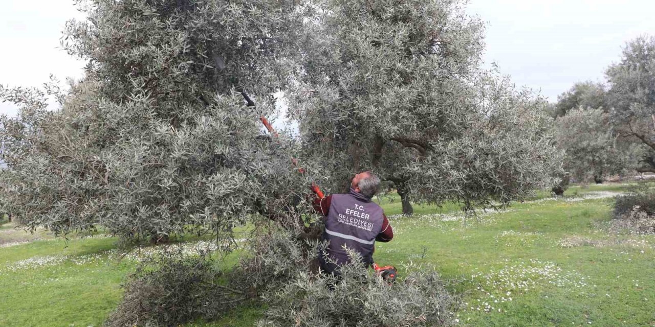 Efeler’deki zeytin bahçelerinde bakım çalışmaları devam ediyor