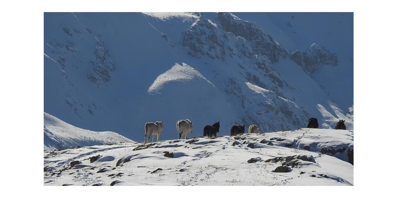 Munzur Dağlarının bir başka güzellikleri: "Yılkı atları"