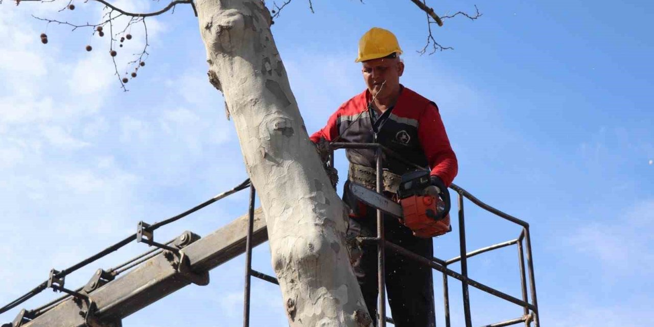 Ağaçlar bahar bakamı