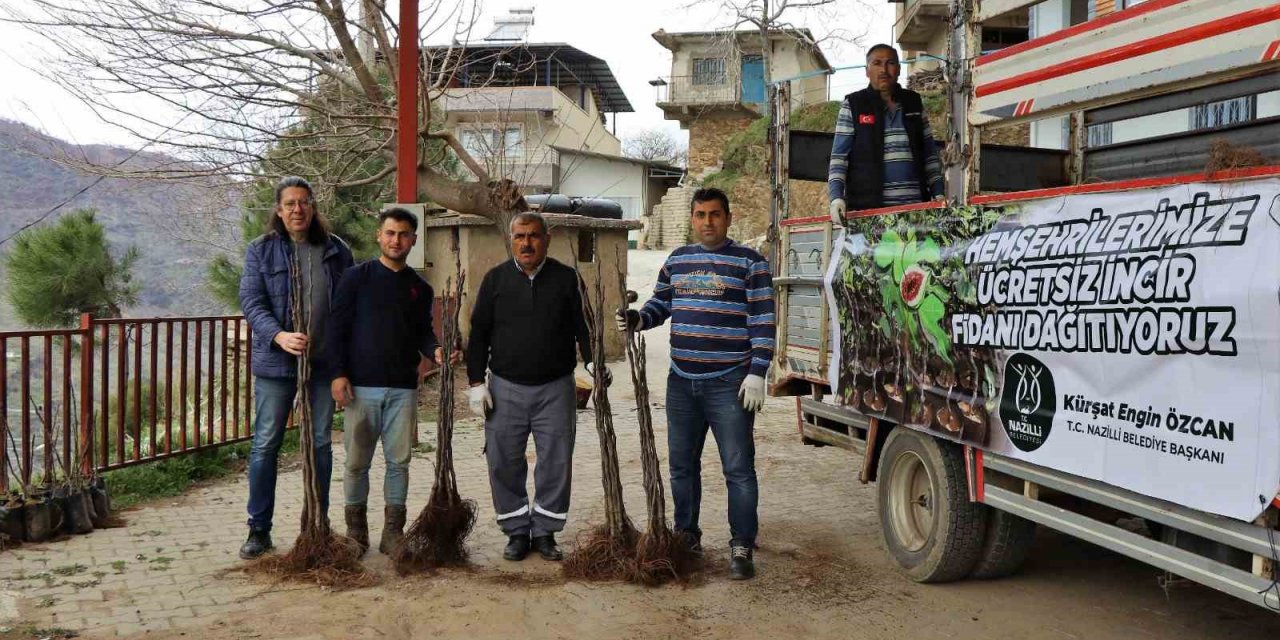 Nazilli Belediyesi’nden üreticilere 30 bin incir fidanı