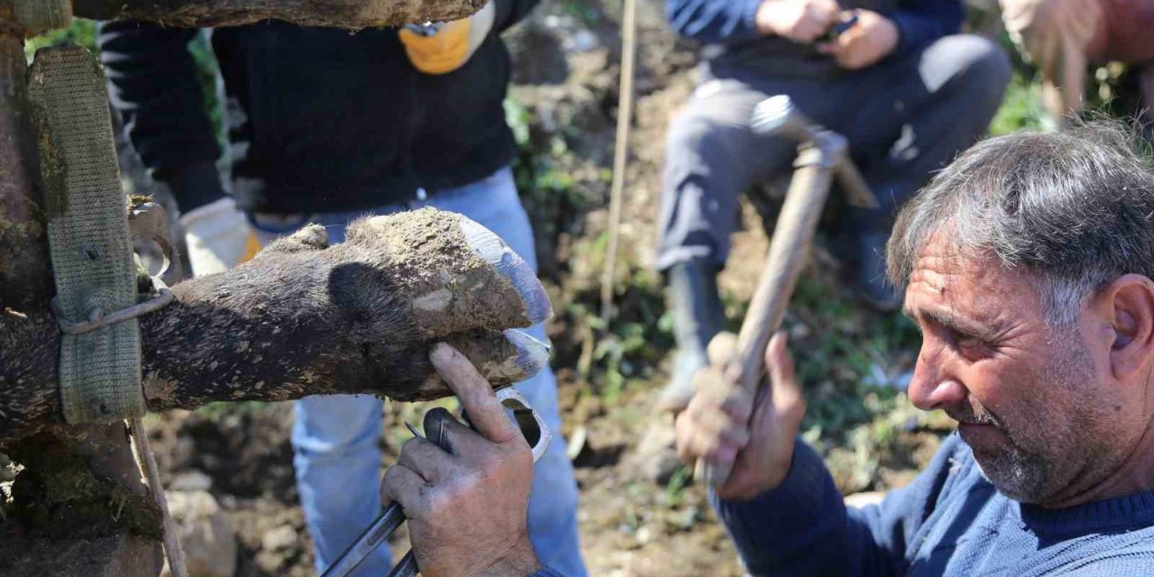 Boğalara güreş öncesi tırnak bakımı