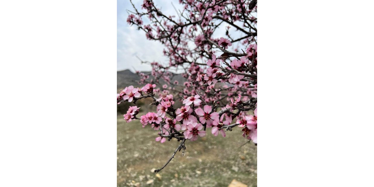 Baharla birlikte çiçek açan bademler, çiftçileri kara kara düşündürüyor