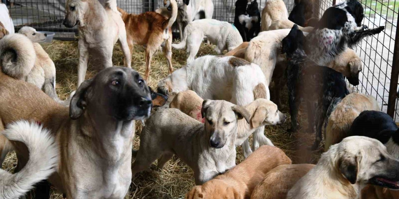 Çanakkale’de kırsalda 10 bin sokak hayvanını kısırlaştırma çalışmaları sürüyor