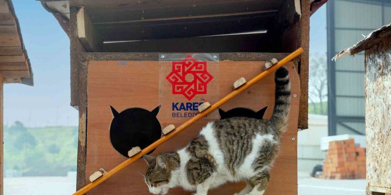 Karesi Belediyesi atıklardan sokak hayvanlarına kulübe yapıyor