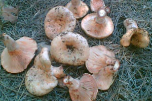 Mantar konusunda önemli uyarı!