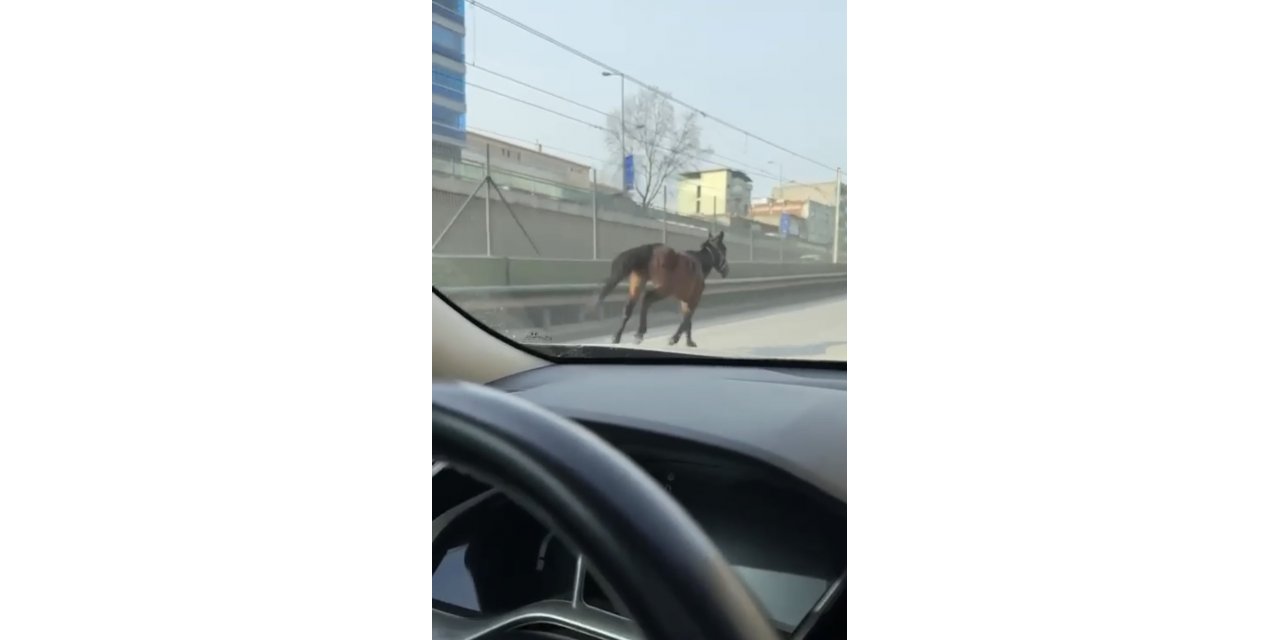 Başıboş atlar trafiği tehlikeye sokuyor