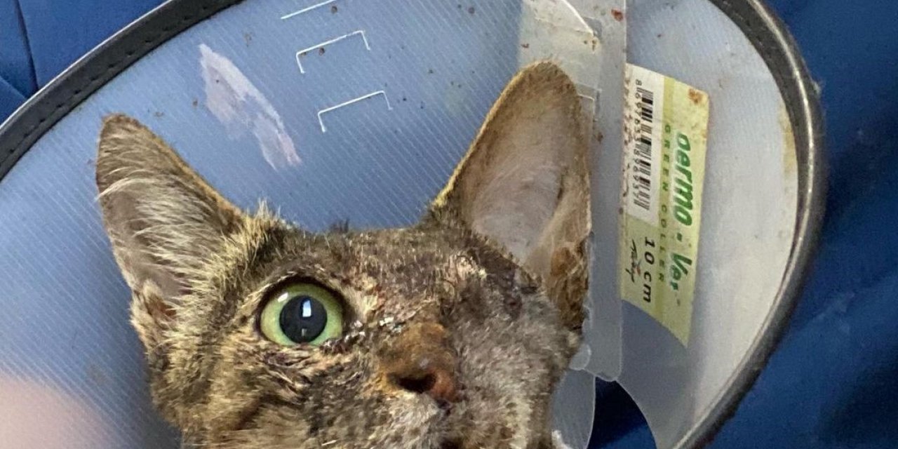 Kanserli kediye umut oldular